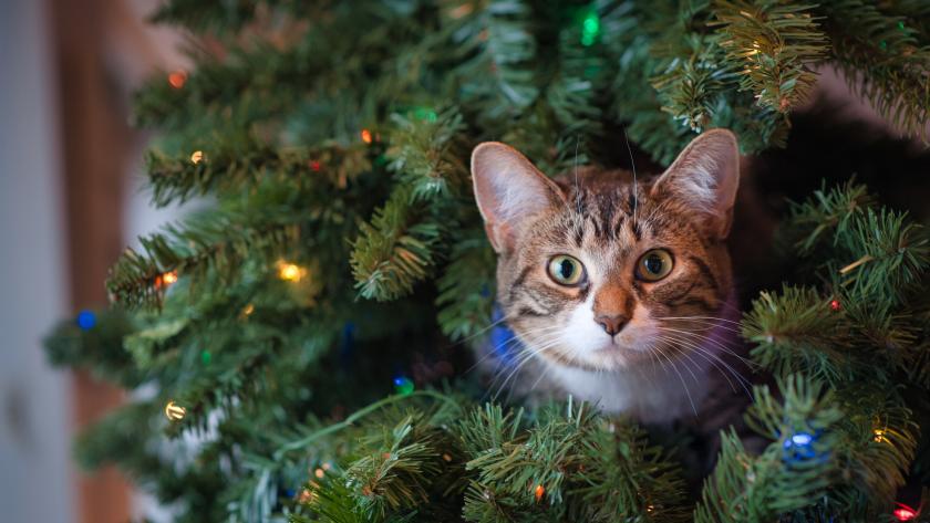 10 Astuces Pour Eloigner Votre Chat De Votre Sapin De Noel Femmes D Aujourd Hui