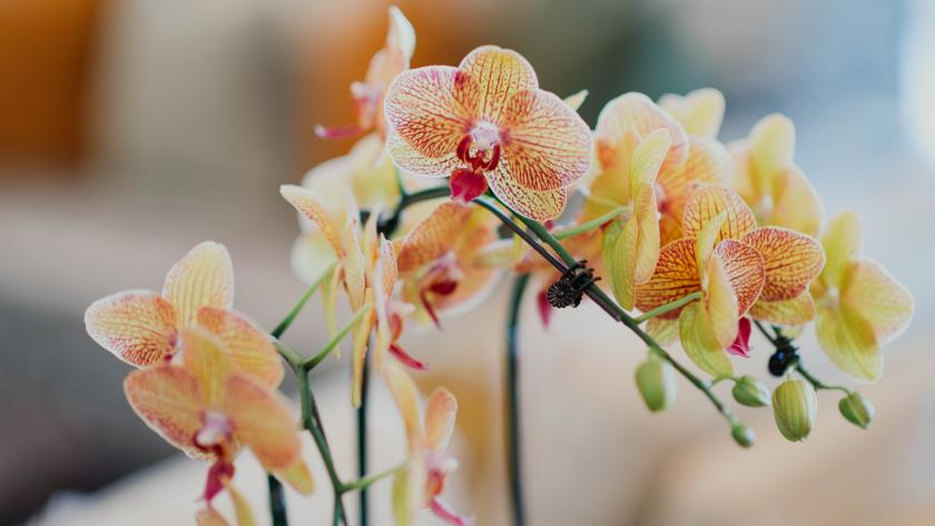 Comment Tirer Le Meilleur De Votre Orchidee Femmes D Aujourd Hui