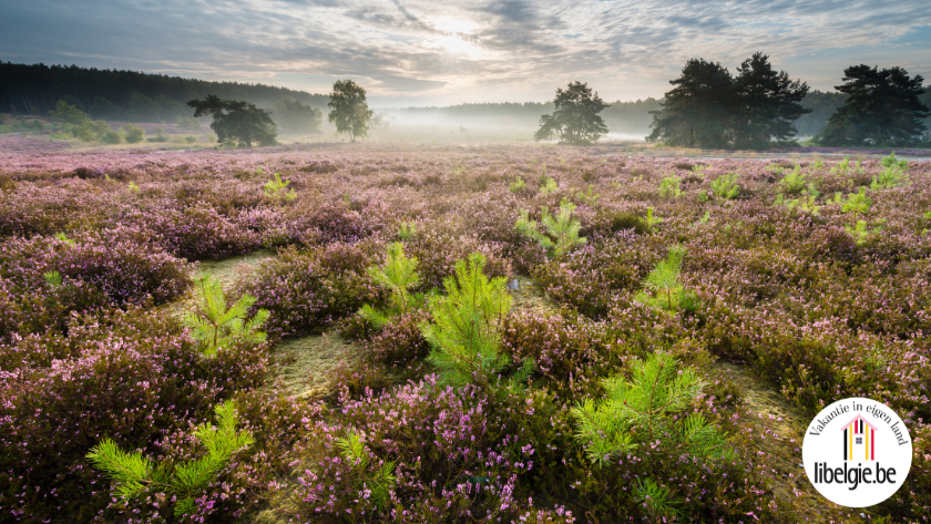 Magische nieuwe fietsroute: Fietsen door de Heide - Libelle