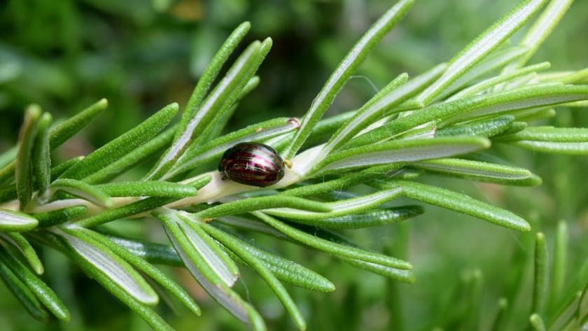 Het rozemarijngoudhaantje hoe te herkennen en bestrijden