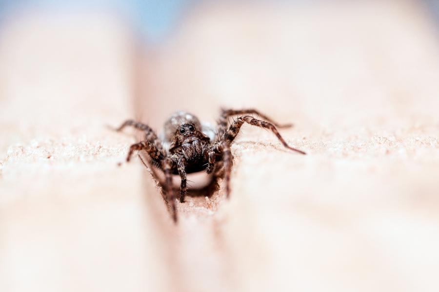 6 conseils pour éloigner les araignées de votre maison