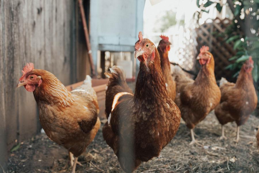 Sauvez Une Poule De Labattoir Pour Seulement 250