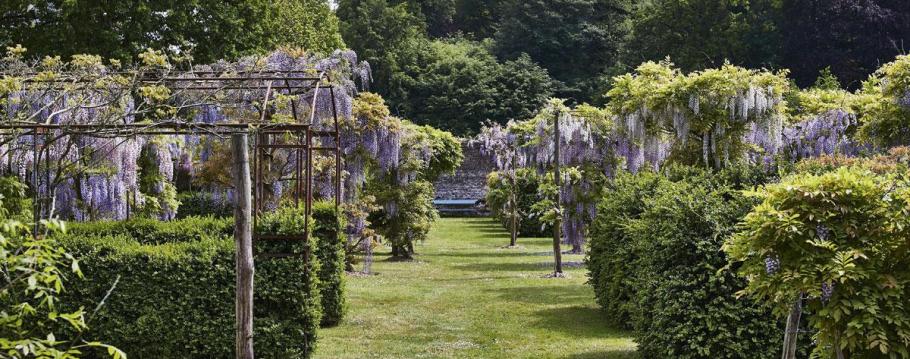 Jardin de glycines en Flandre Orientale