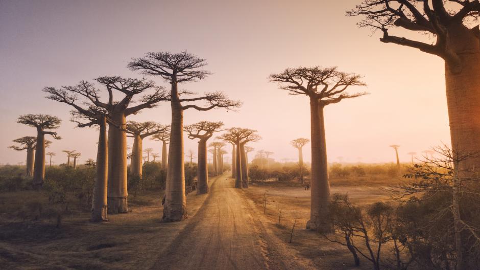 L'Allée des Baobabs de Madagascar