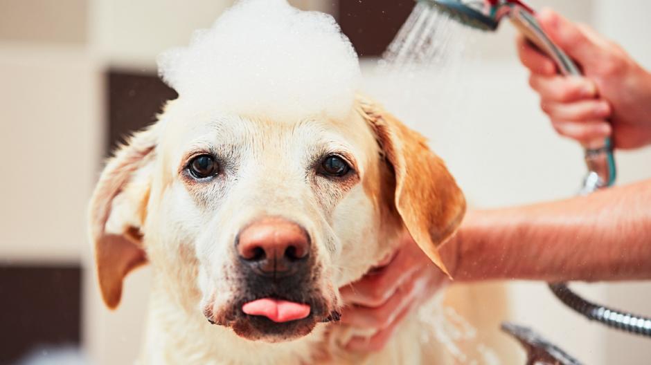 douche voor je hond