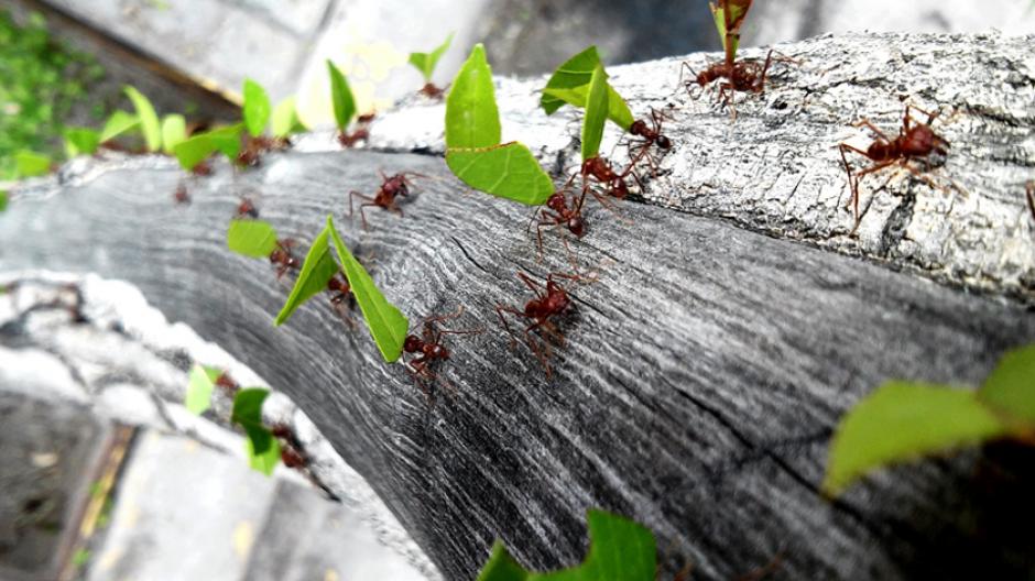 mieren op afstand houden