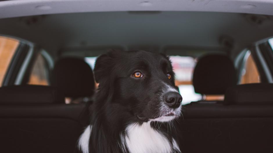 chien dans une voiture