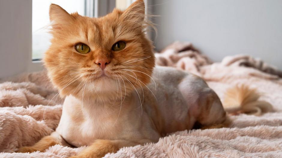 chat-rasé-pour-ressembler-à-un-lion