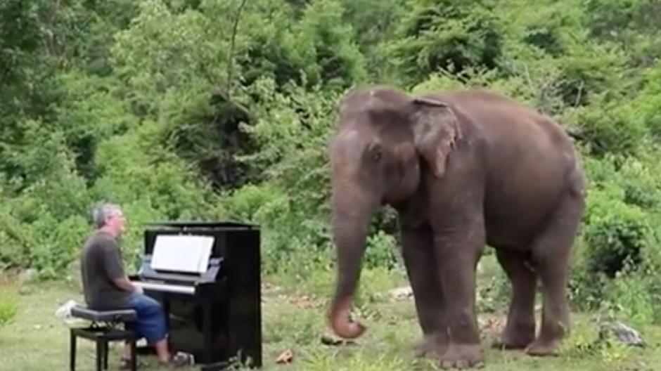 Il joue du piano pour l'éléphant