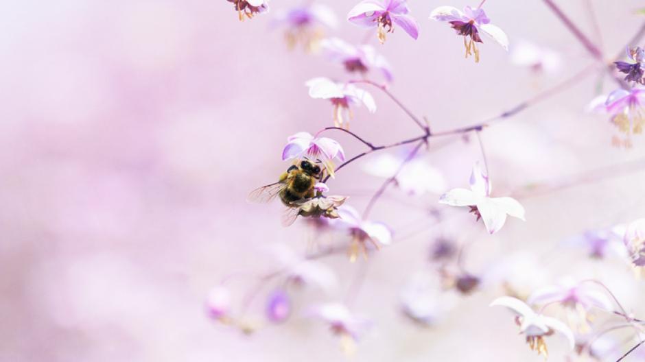 Over de bloemetjes en de bijtjes