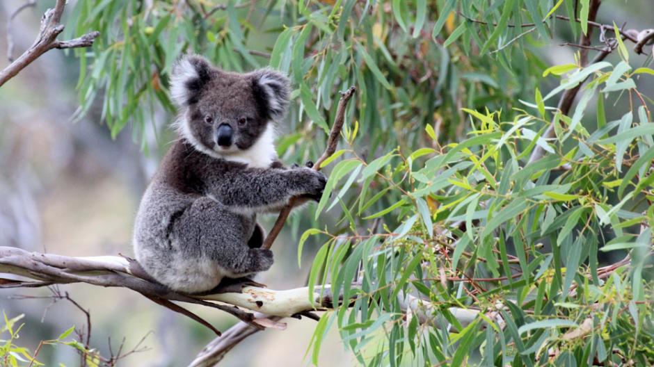 Décès-d'un-Koala-à-Pairi-Daiza