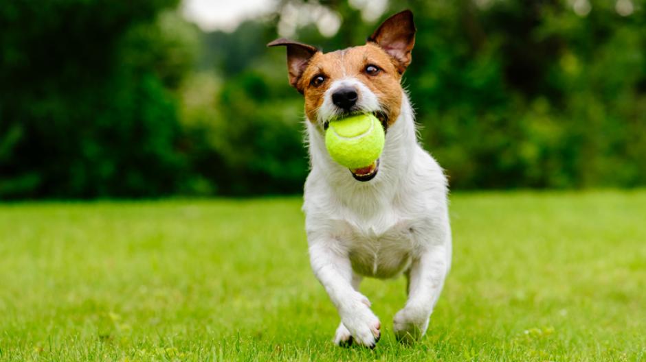 Australische persoon Permanent Monumentaal Is een tennisbal slecht voor je hond, of toch niet? - Libelle