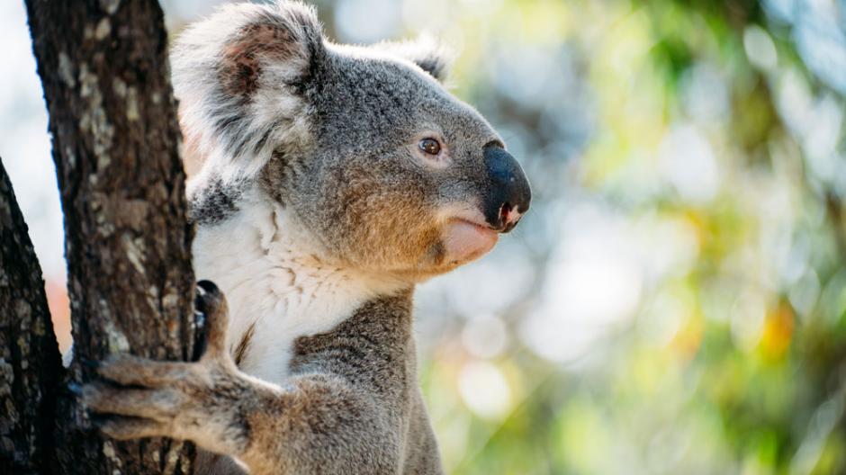 Naissance-d'un-koala-à-Plankendael