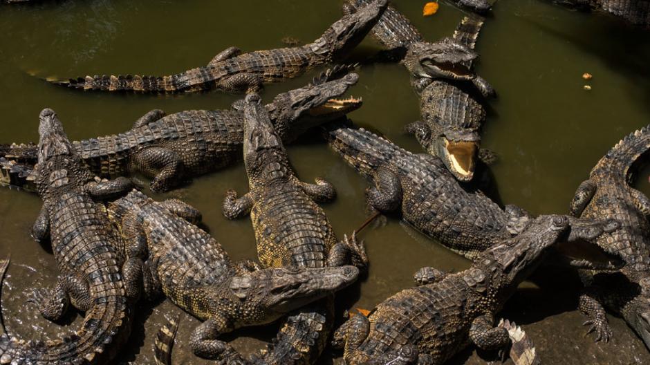 Crocodilles-Australie