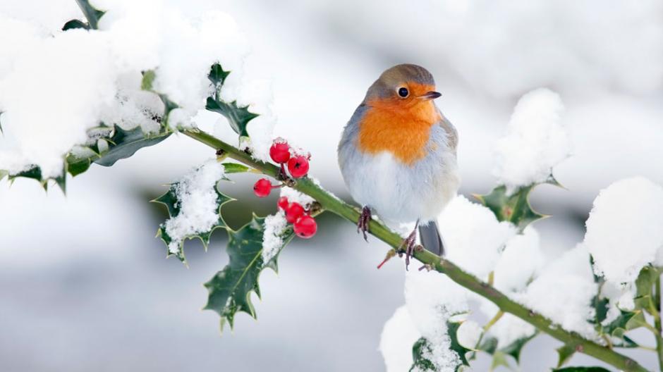 Top 5 des arbustes préférés des oiseaux en hiver