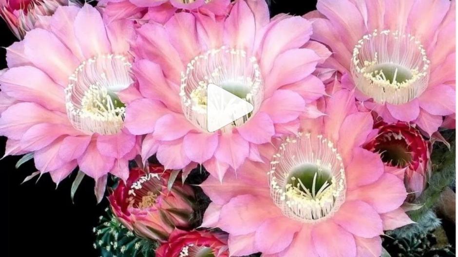 Éclosion d'une fleur de cactus filmée en time-lapse