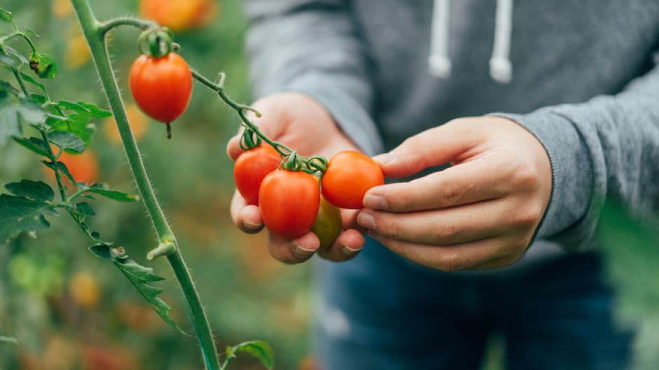 Wonen Bevestigen aan Zoekmachinemarketing 10 tips voor de heerlijkste tomaten - Libelle