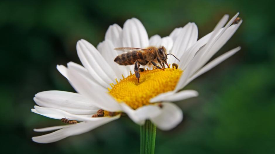bijen hommels wespen