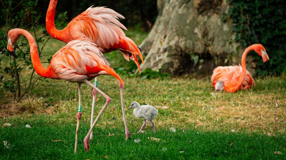 zoo flamingo