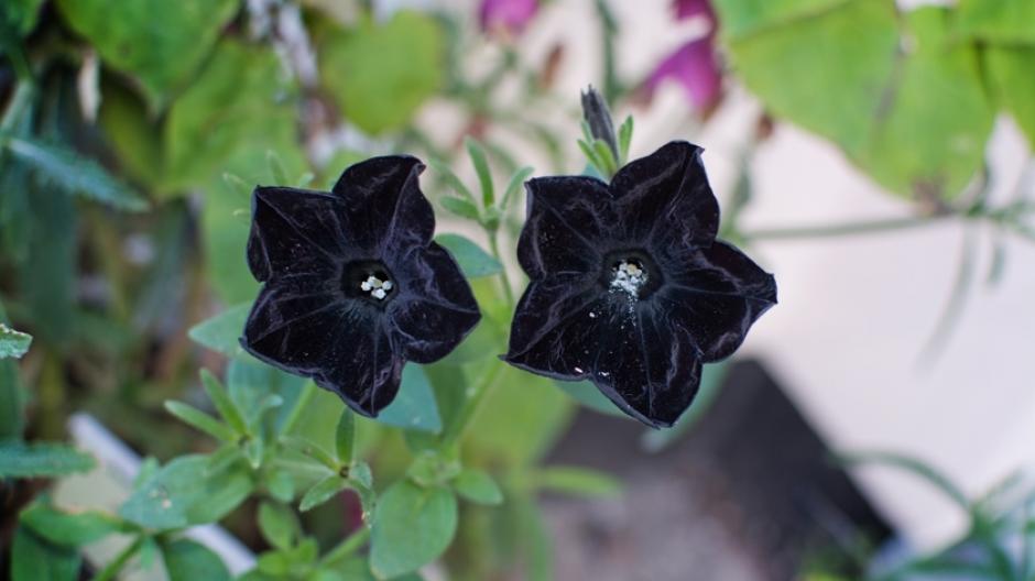 zwarte bloemen