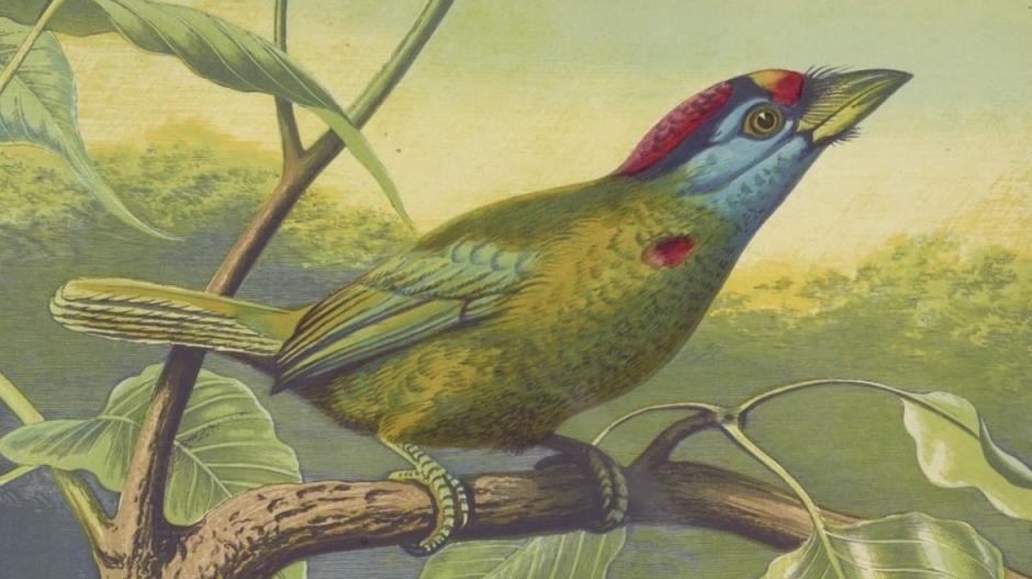 Plus de 150.000 illustrations d'archives de faune et de flore téléchargeables gratuitement