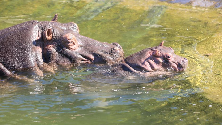 Ontevreden maagd negeren Schattig nijlpaardje geboren in Pairi Daiza - Libelle