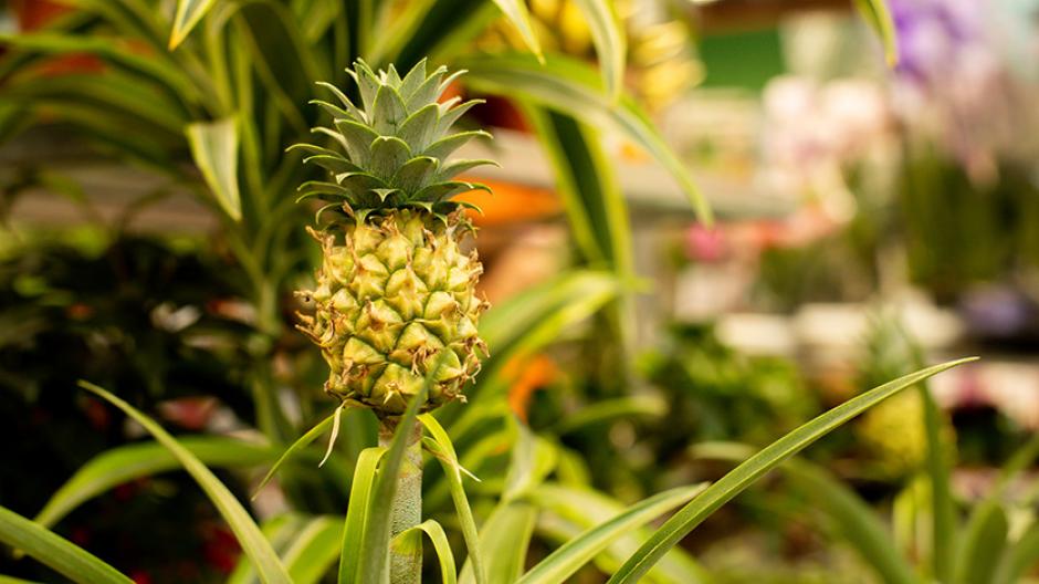Afspraak gevangenis Tijdig Ananasplant kweken: zo gemakkelijk is het - Libelle