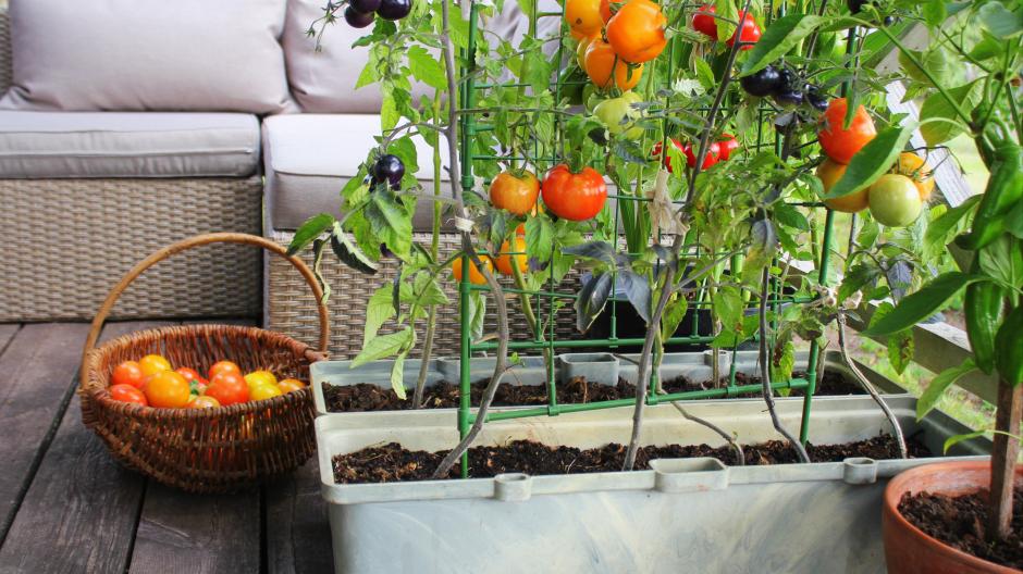 16 légumes à cultiver sur son balcon