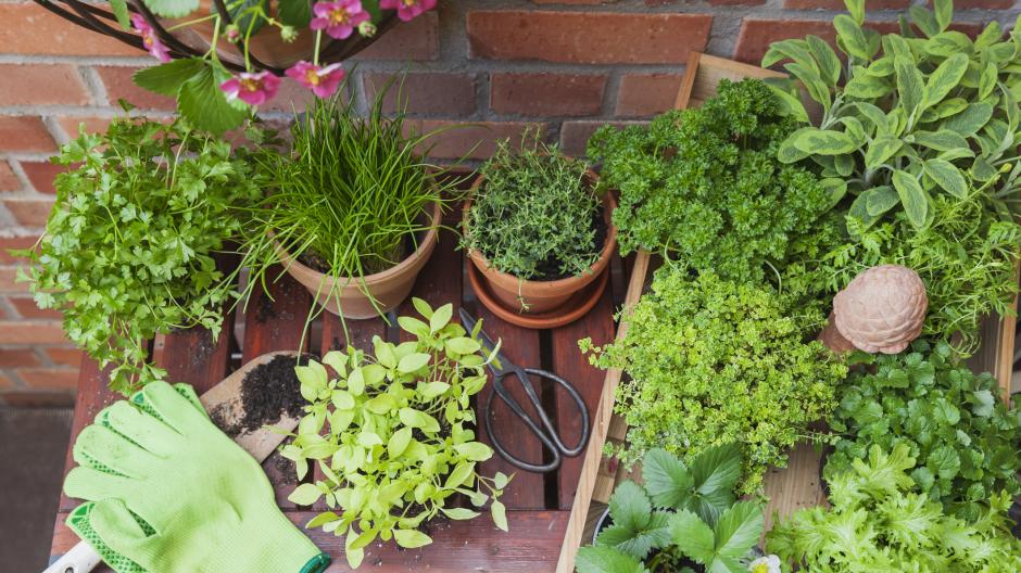 6 herbes aromatiques à cultiver sur son balcon