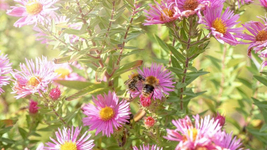 Les fleurs qui attirent les abeilles