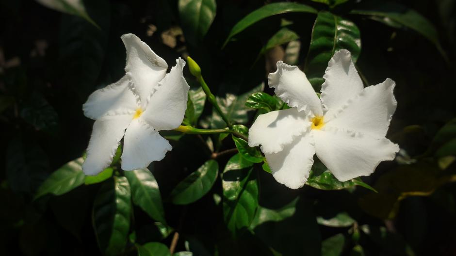 11 plantes parfumées à cultiver en pot sur son balcon - Femmes d'Aujourd'hui