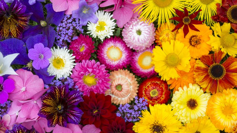 10 fleurs géniales pour l’été