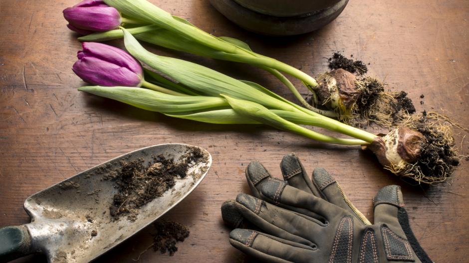 Stocker les bulbes des tulipes