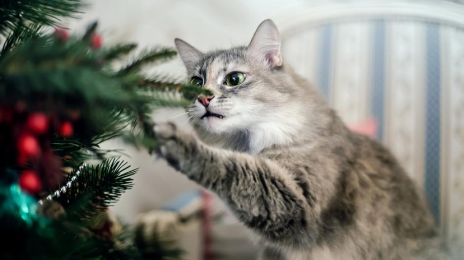 kat uit de kerstboom houden
