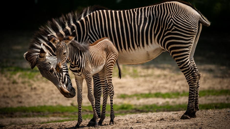 zebra geboren