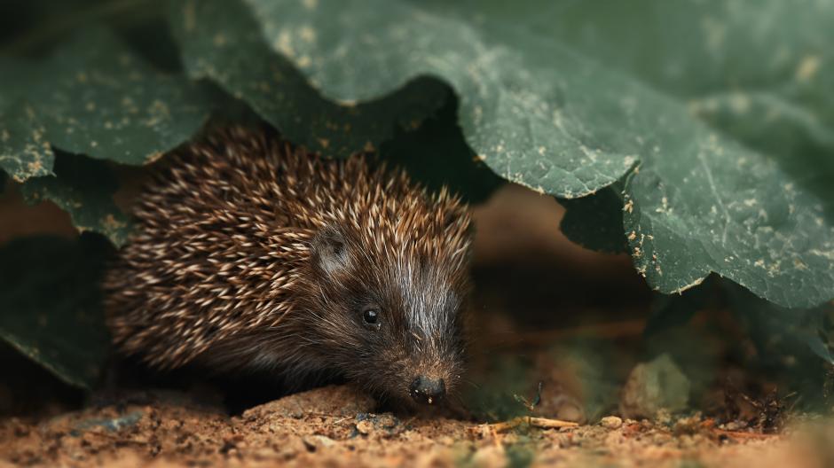 dieren helpen overwinteren