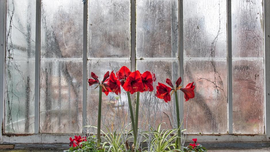 bloemschikken amaryllis