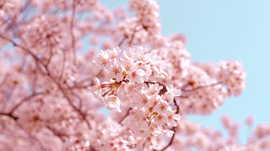 cerisiers Japon