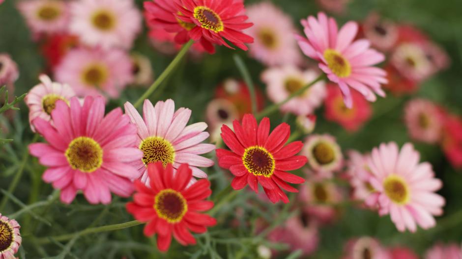 bloemschikken gerbera