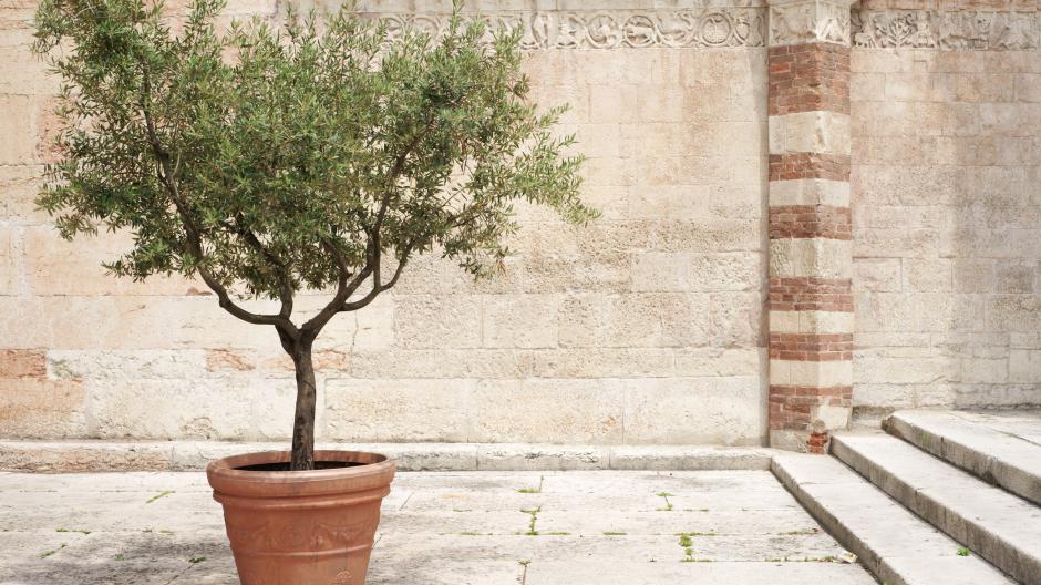 olijfboom in pot verzorgen