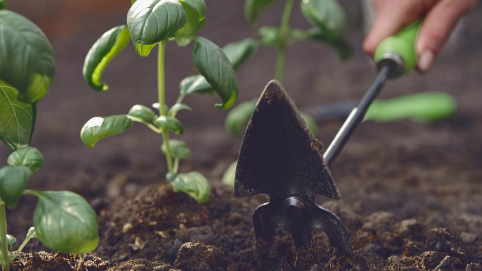 planter basilic jardin