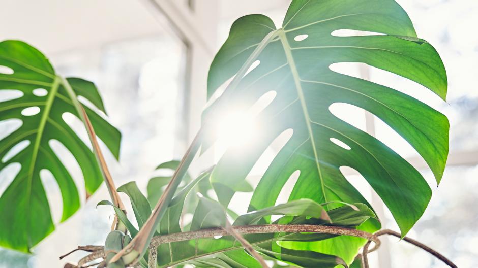 kamerplant verbranden zon