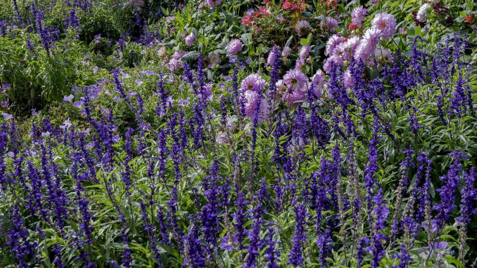 paarse bloemen tuin