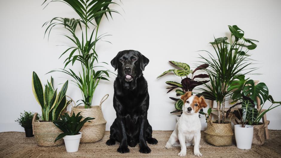 kamerplanten giftig huisdieren