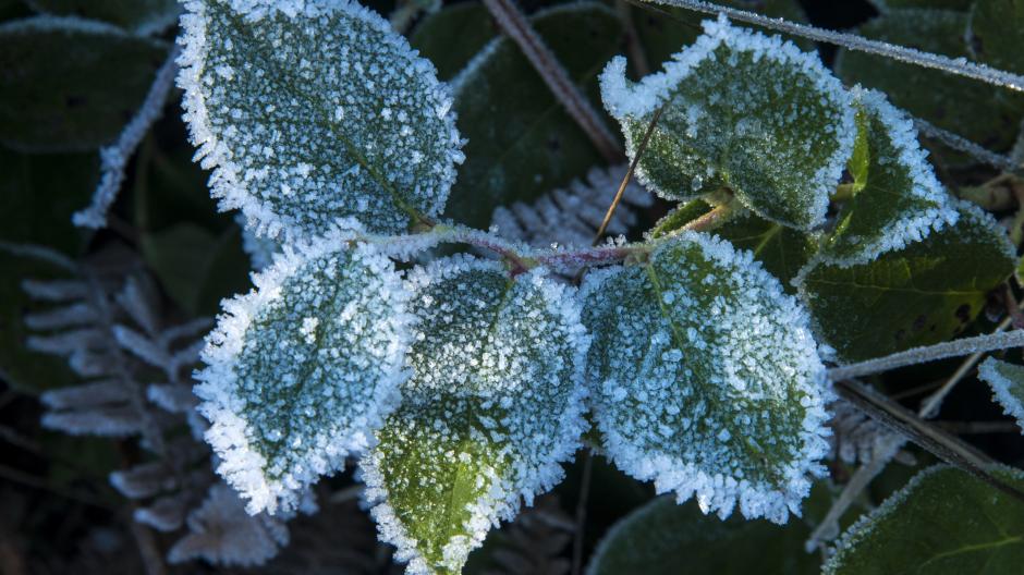 planten beschermen