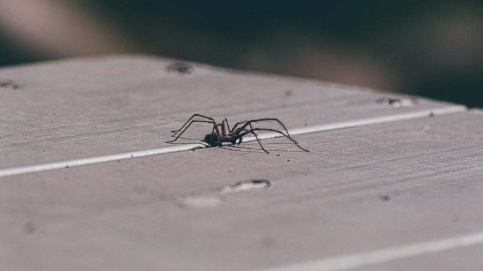 Les araignées aiment la chaleur et l'humidité!