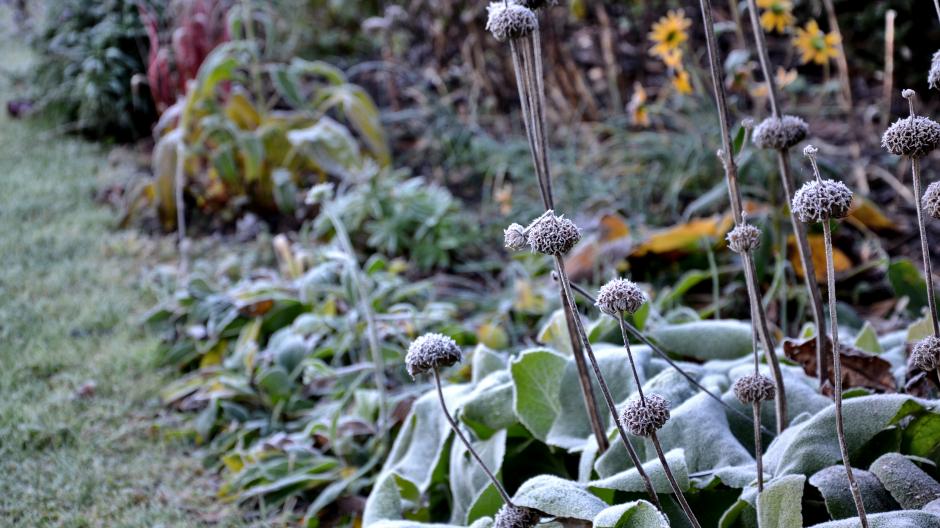 wintergroene planten