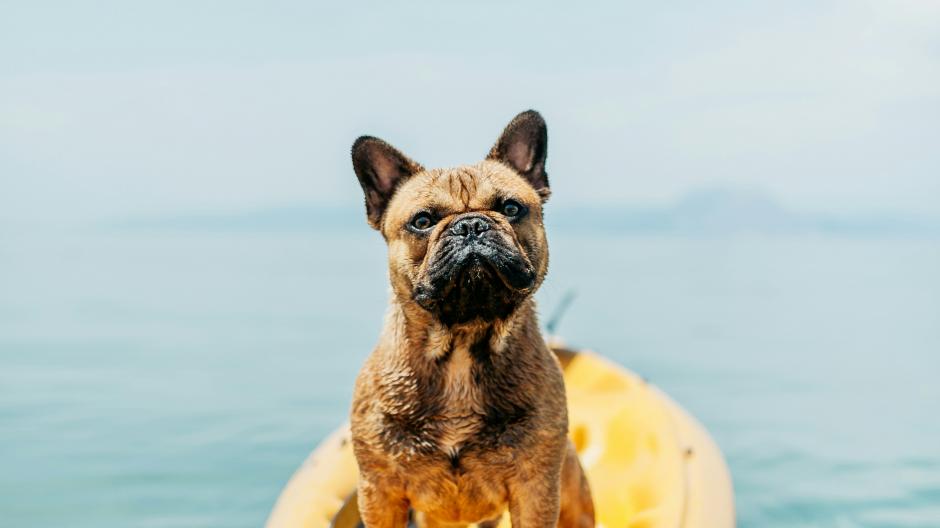 chien chaud