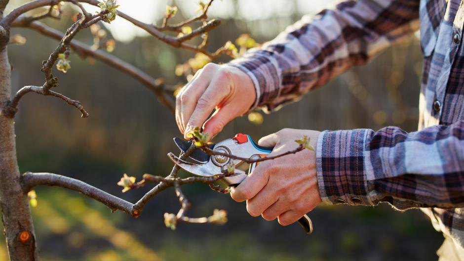 appelboom snoeien