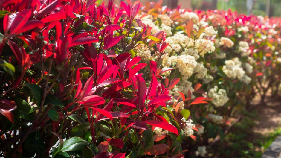 photinia glansmispel